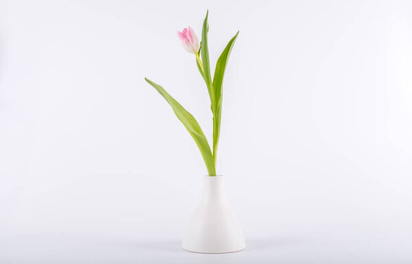 Tulips in minimalistic vase