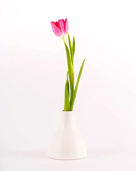 Tulipány v minimalistické váze — Stock fotografie