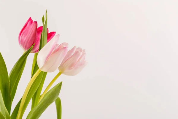 Tulipes printanières fraîches sur blanc — Photo
