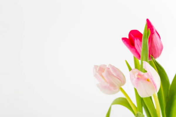 Tulipes printanières fraîches sur blanc — Photo