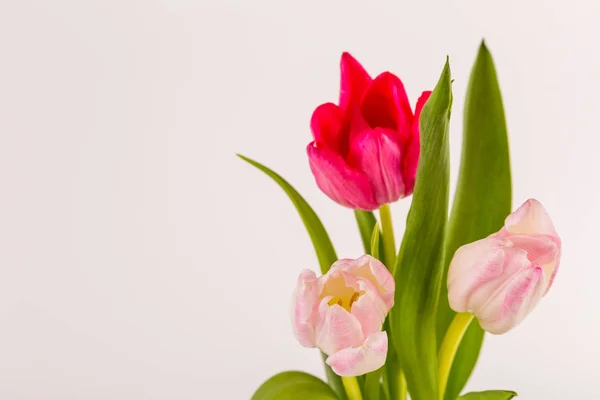 Tulipes printanières fraîches sur blanc — Photo