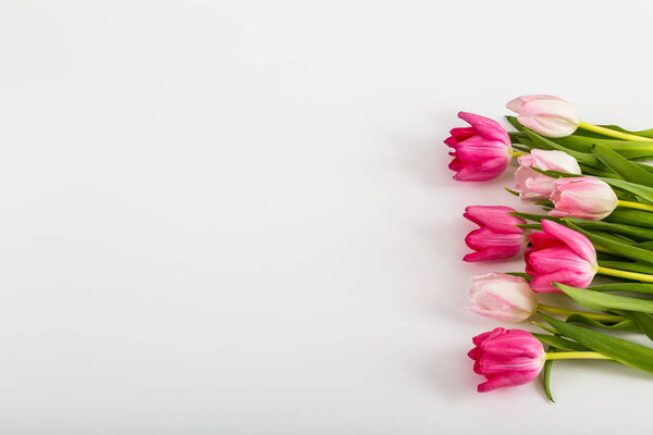 Fresh spring tulips on white