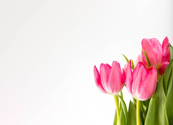 Tulipes printanières fraîches sur blanc — Photo