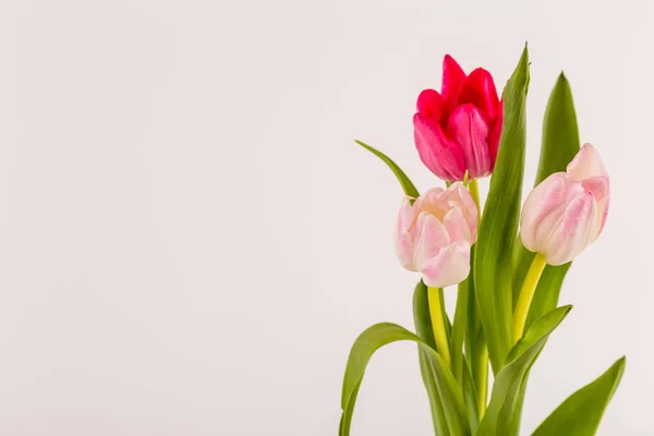 Fresh spring tulips on white Royalty Free Stock Images