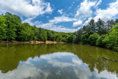 Umbra Ormanı 'nda küçük bir göl, Gargano Ulusal Parkı' nın doğal rezerv parçası ve UNESCO Dünya Mirası Apulia, İtalya