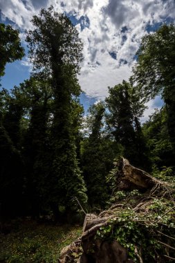 Umbra Ormanı, Gargano Ulusal Parkı ve UNESCO Dünya Mirası Apulia, İtalya 'nın doğal rezerv bölgesidir.