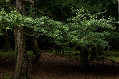 Umbra Ormanı, Gargano Ulusal Parkı ve UNESCO Dünya Mirası Apulia, İtalya 'nın doğal rezerv bölgesidir.