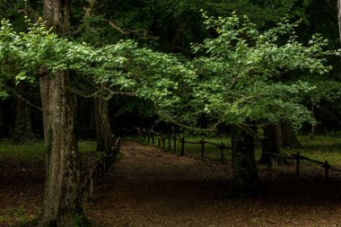 Umbra Ormanı, Gargano Ulusal Parkı ve UNESCO Dünya Mirası Apulia, İtalya 'nın doğal rezerv bölgesidir.