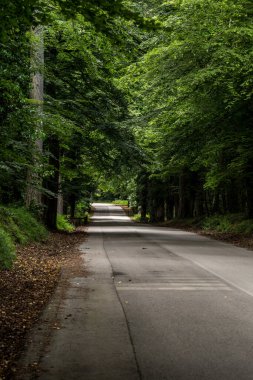 Umbra Ormanı, Gargano Ulusal Parkı ve UNESCO Dünya Mirası Apulia, İtalya 'nın doğal rezerv bölgesidir.