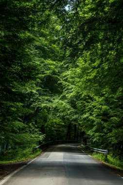 Umbra Ormanı, Gargano Ulusal Parkı ve UNESCO Dünya Mirası Apulia, İtalya 'nın doğal rezerv bölgesidir.
