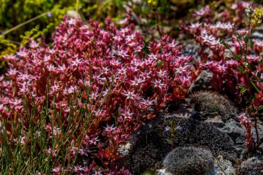 Umbra Ormanı, Gargano Yarımadası Doğa Rezervi, Apulia, İtalya 'nın çayırlarında ve ormanlarında açan çiçekler.