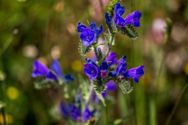 Umbra Ormanı, Gargano Yarımadası Doğa Rezervi, Apulia, İtalya 'nın çayırlarında ve ormanlarında açan çiçekler.