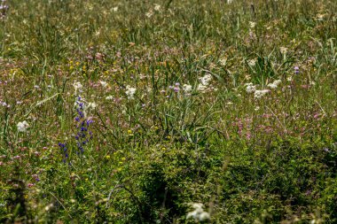 Umbra Ormanı, Gargano Yarımadası Doğa Rezervi, Apulia, İtalya 'nın çayırlarında ve ormanlarında açan çiçekler.