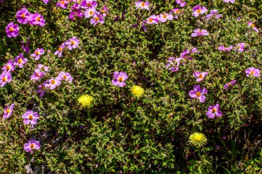 Umbra Ormanı, Gargano Yarımadası Doğa Rezervi, Apulia, İtalya 'nın çayırlarında ve ormanlarında açan çiçekler.