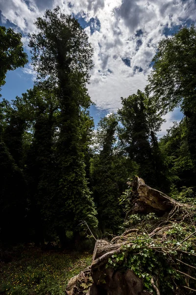 Puszcza Umbra Jest Rezerwatem Przyrody Należącym Parku Narodowego Gargano Wpisanym — Zdjęcie stockowe