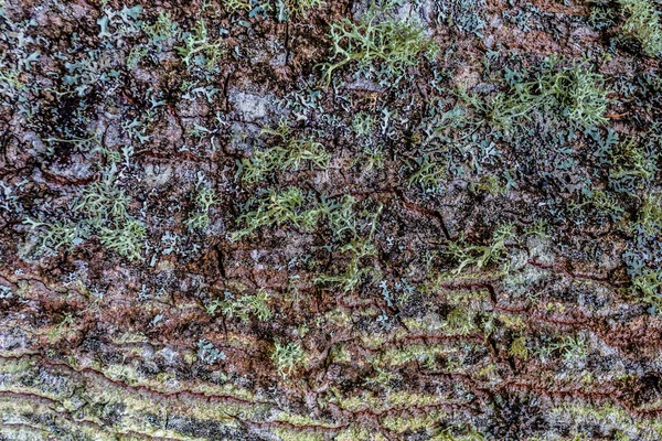 이끼로 커다란 나무줄기의 자연의 — 스톡 사진