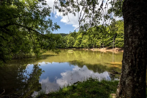 Umbra Ormanı 'nda küçük bir göl, Gargano Ulusal Parkı' nın doğal rezerv parçası ve UNESCO Dünya Mirası Apulia, İtalya