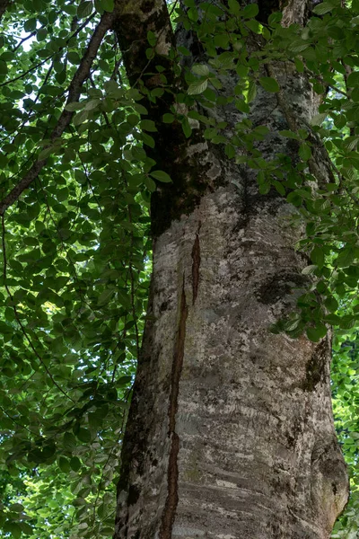 Puszcza Umbra Jest Rezerwatem Przyrody Należącym Parku Narodowego Gargano Wpisanym — Zdjęcie stockowe