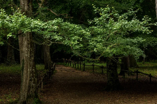 Umbra Ormanı, Gargano Ulusal Parkı ve UNESCO Dünya Mirası Apulia, İtalya 'nın doğal rezerv bölgesidir.