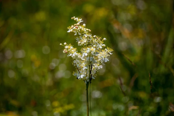 Blommande Blommor Ängar Och Skogar Umbra Forest Gargano Halvön Naturreservat — Stockfoto