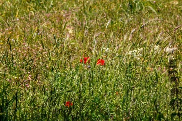 Umbra Ormanı Gargano Yarımadası Doğa Rezervi Apulia Talya Nın Çayırlarında — Stok fotoğraf