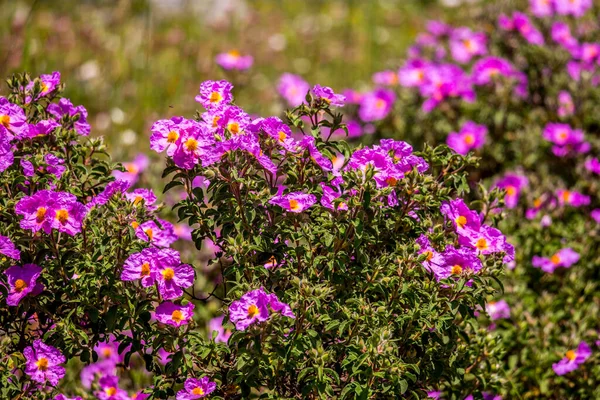 Kwitnące Kwiaty Łąkach Lasach Puszczy Umbra Rezerwat Przyrody Półwysep Gargano — Zdjęcie stockowe