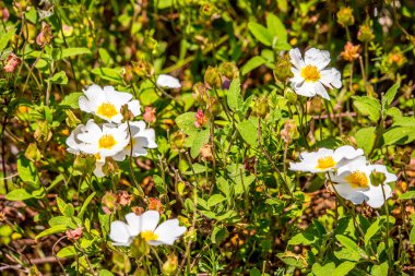 Umbra Ormanı, Gargano Yarımadası Doğa Rezervi, Apulia, İtalya 'nın çayırlarında ve ormanlarında açan çiçekler.