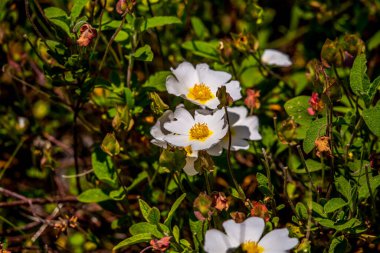 Umbra Ormanı, Gargano Yarımadası Doğa Rezervi, Apulia, İtalya 'nın çayırlarında ve ormanlarında açan çiçekler.