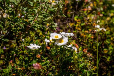 Umbra Ormanı, Gargano Yarımadası Doğa Rezervi, Apulia, İtalya 'nın çayırlarında ve ormanlarında açan çiçekler.