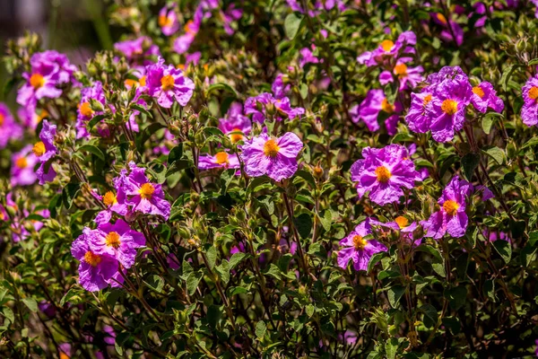 Blommande Blommor Ängar Och Skogar Umbra Forest Gargano Halvön Naturreservat — Stockfoto