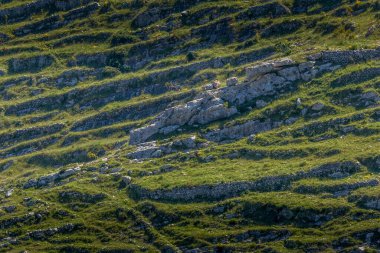 Dik kayalık ve kayalık çayırlarda tipik Akdeniz güney İtalya 'sı. Puglia ili, İtalya