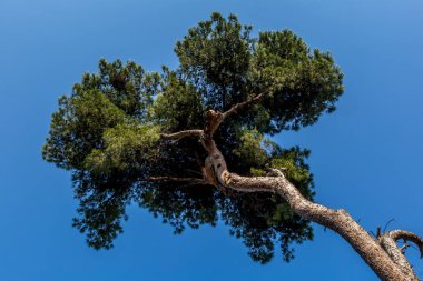 Manfredonia, Apulia bölgesinde bir Akdeniz liman kenti. Gargano Yarımadası, Gargano Ulusal Parkı 'nın bir parçasıdır.