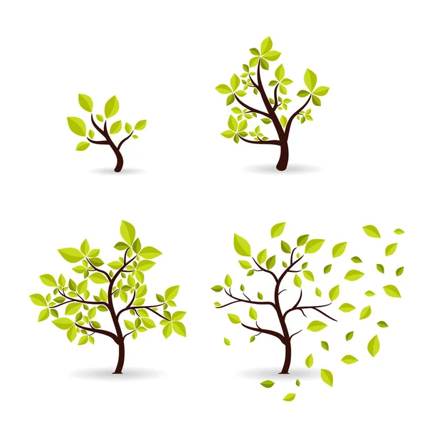 Ağacın Vektör Botanik Konsepti Döngüsel Büyümesi Lkbahardan Sonbahara Küçükten Büyüğe — Stok Vektör