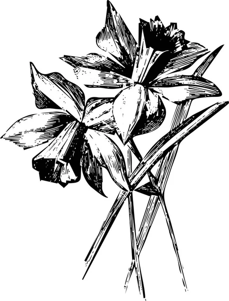 Dwa Czarno Białe Kwiaty — Wektor stockowy