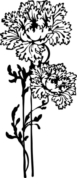 Chrysanthemum 0501 Черно Белый — стоковый вектор