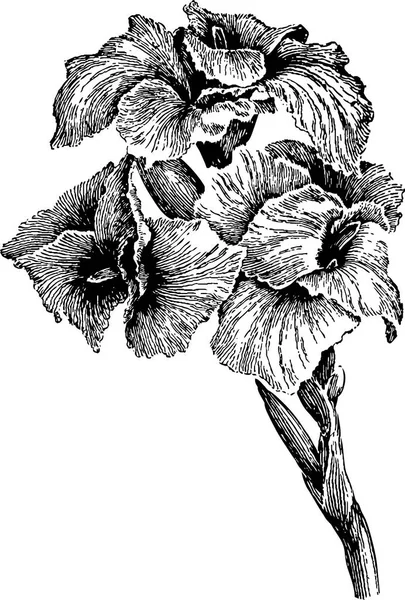 Iris Fleurs Noir Blanc — Image vectorielle