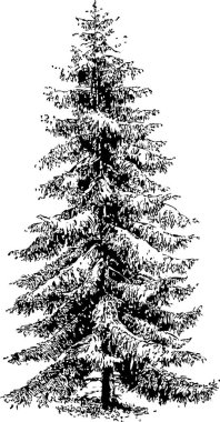 Ladin ağacı siyah ve beyaz