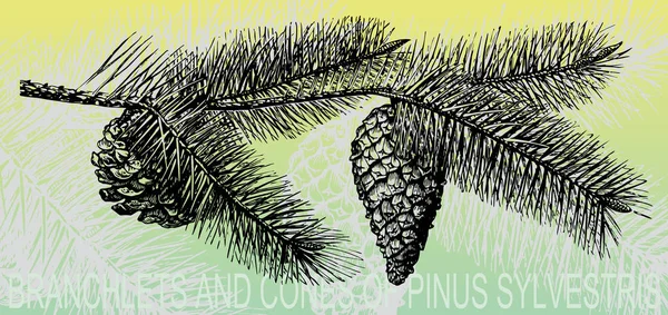 Branche Pin Avec Cône — Image vectorielle