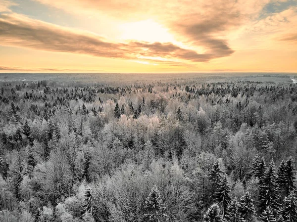 Flygfoto Över Vintern Skog Sunset Bakgrunden — Stockfoto
