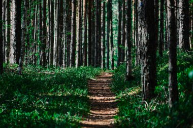 Hiking trail in Koli National Park, Finland.