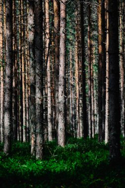 Pine forest in Koli National Park, Finland. Sunny summer day. 