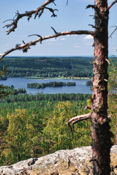 Amazing view of pine forest and lake from the hill. — Stockfoto