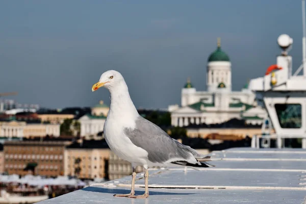 Racek Popředí Helsinská Katedrála Pozadí — Stock fotografie