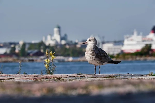 Una Gaviota Primer Plano Catedral Helsinki Fondo —  Fotos de Stock