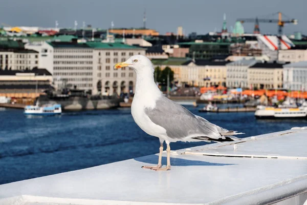 Gabbiano Primo Piano Porto Helsinki Città Sullo Sfondo — Foto Stock
