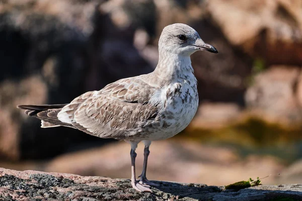 Racek Detailní Záběr Pozadí Kamenů — Stock fotografie