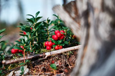 Ormandaki yaban mersinine yakın çekim. Yaban mersini / inek üzümü.