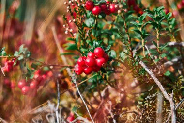 Ormandaki yaban mersinine yakın çekim. Yaban mersini / inek üzümü.
