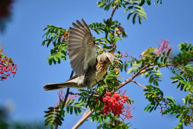 Fieldfare yaban mersini ağacında oturur ve böğürtlen yer. Kuş dut yiyor..