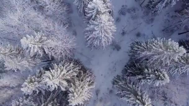 Aerial View Winter Forest Snow Covered Forest — Stock Video